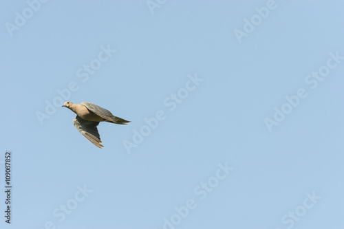 Mourning Dove en route