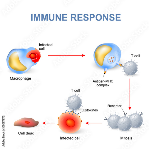 Cell-mediated immunity.