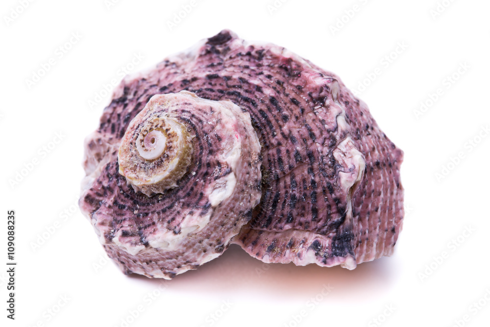 Seashell isolated on white background Seashell isolated on white background
