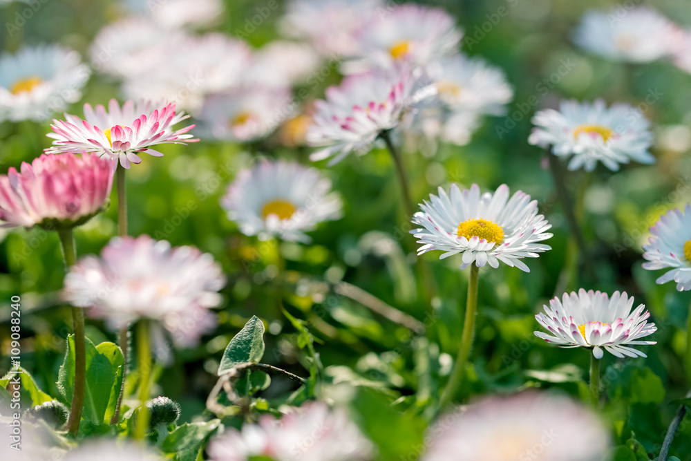 Daisy flower - close up (beautiful nature in spring) Daisy flower - close up (beautiful nature in spring)