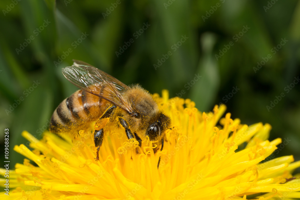 Honey Bee Worker Collecting Pollen on a Dandelion Honey Bee Worker Collecting Pollen on a Dandelion