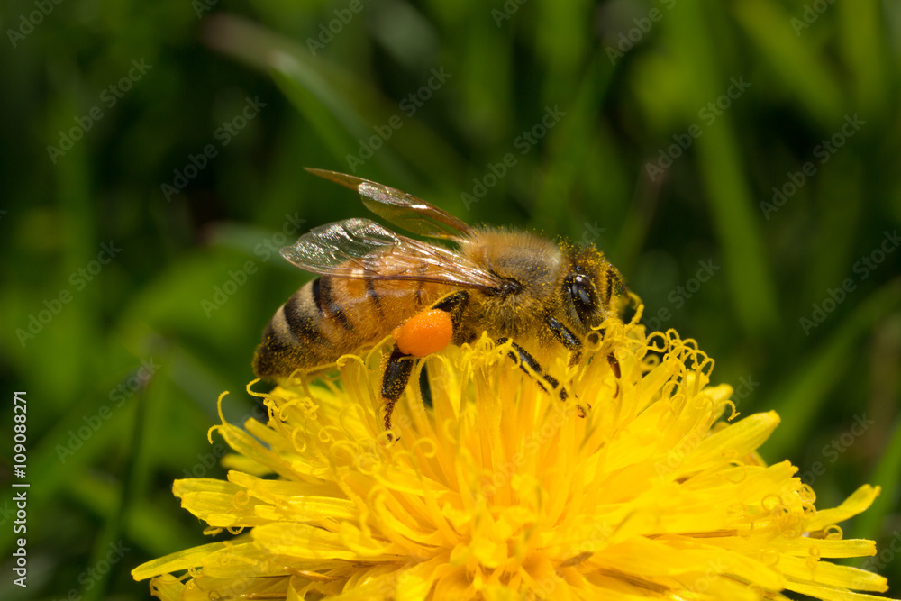 Western Honey bee with Pollen Sacks Western Honey bee with Pollen Sacks