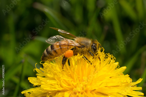 Western Honey bee with Pollen Sacks