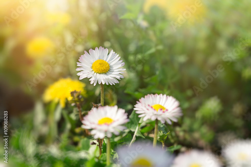 Daisy flowers in meadow - beautiful spring