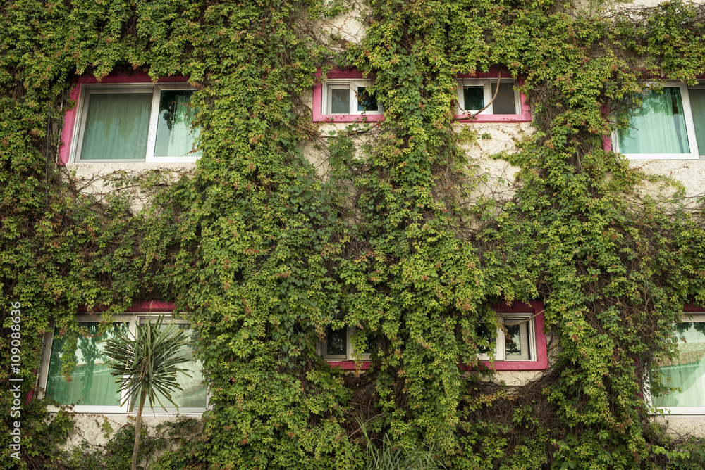 Green architecture building facade with ivy plants