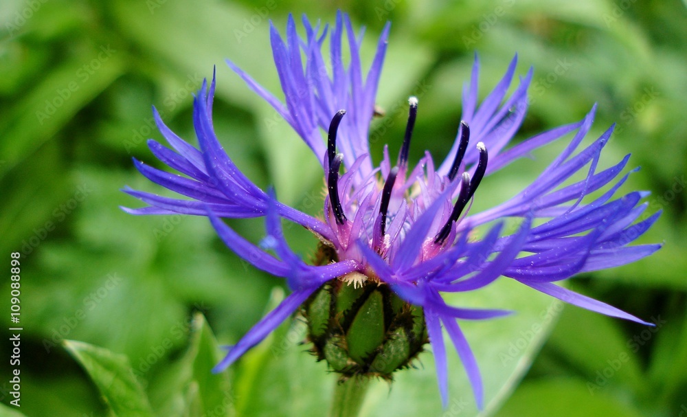 Fototapeta premium Cornflower, cantaurea cyanus