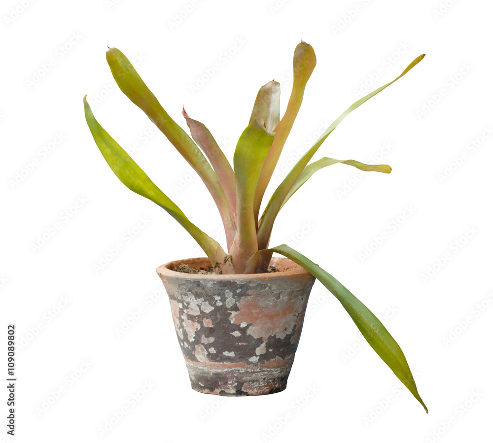 Bromeliad plant in flowerpot on white background Bromeliad plant in flowerpot on white background