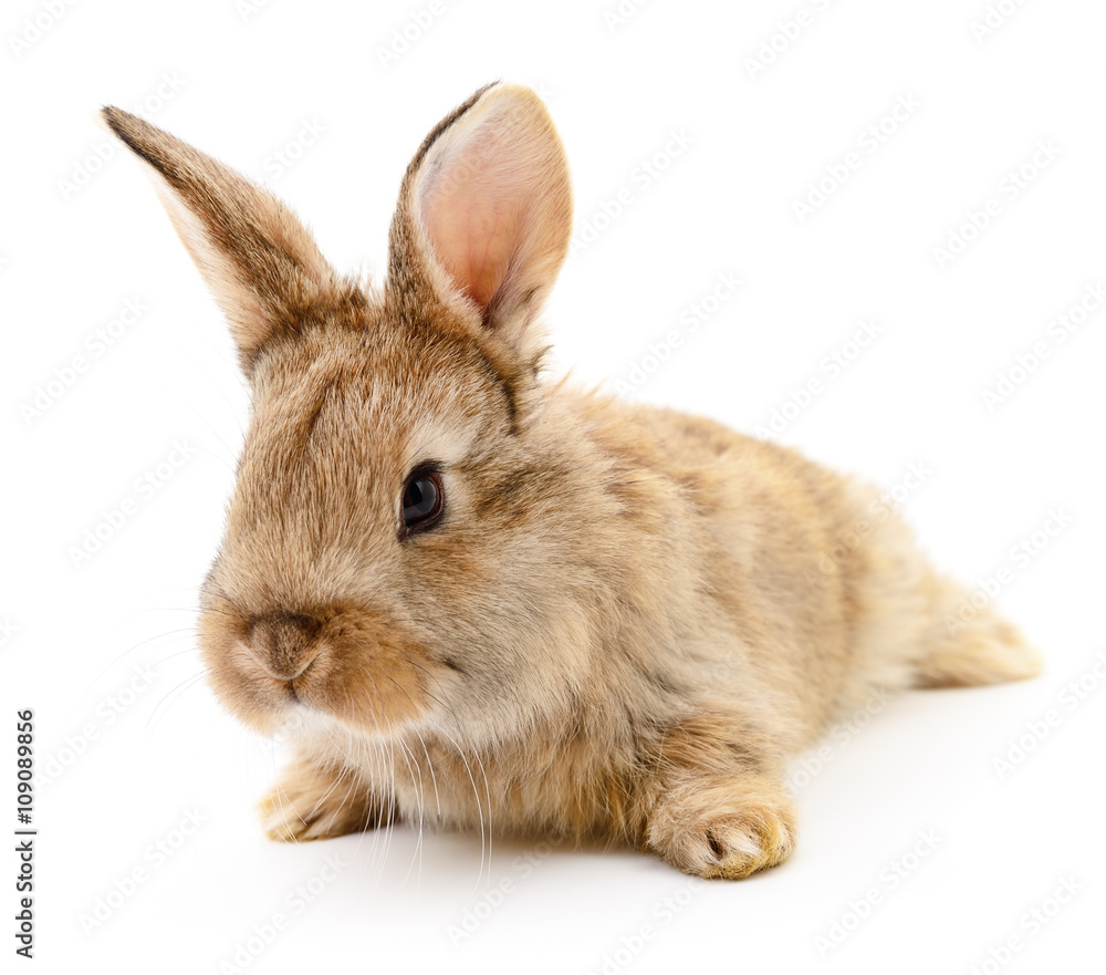 Obraz premium Brown rabbit on white.