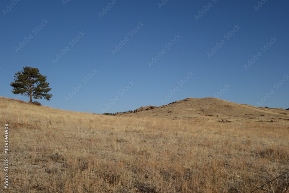 Lone Pine Tree on the High, Rolling Prairie Lone Pine Tree on the High, Rolling Prairie