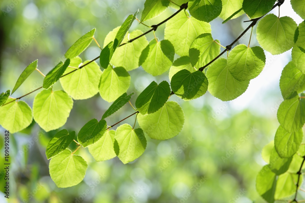 Obraz premium 新緑