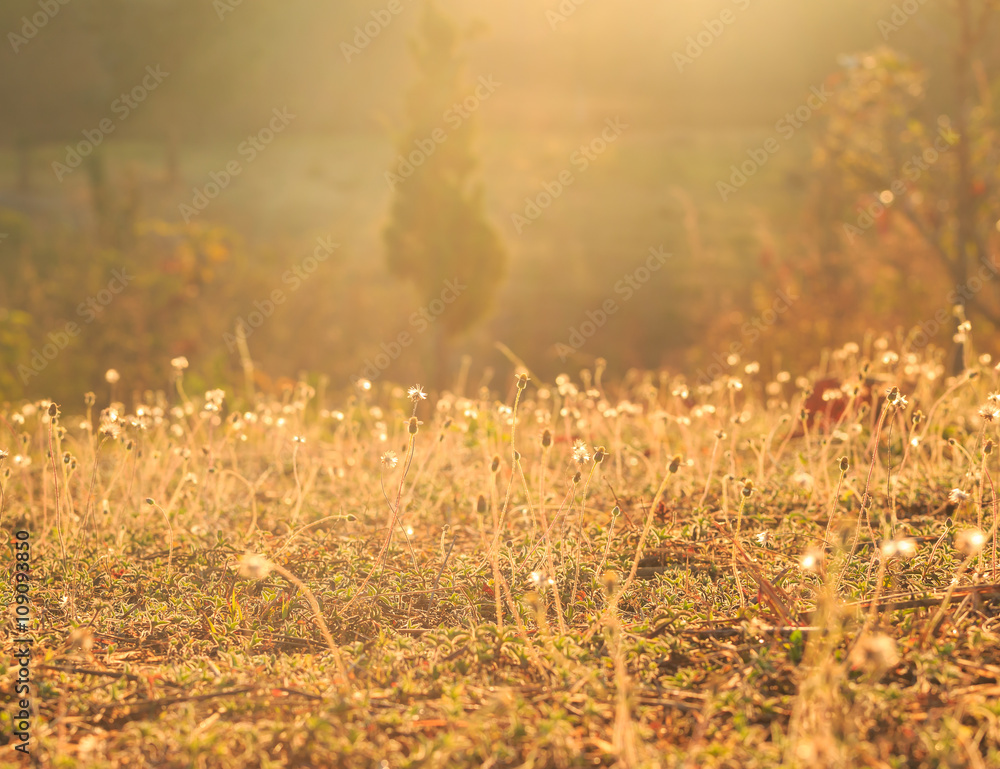 Sun light on meadow flowers in the morning Sun light on meadow flowers in the morning
