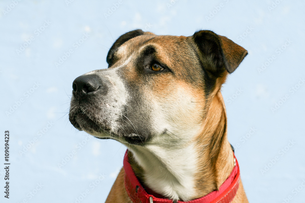 side view of large mixed breed young dog with floppy ears, wearing a red collar 