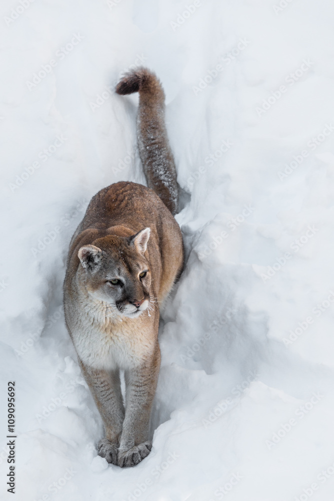 Obraz premium Cougar siedzi na śniegu