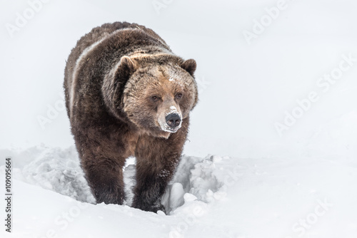 ours grizzly marchant dans la neige