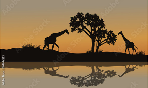 Giraffe at sunset scenery
