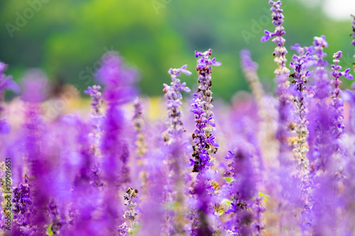 Lavender flower field Spring background  leave space for adding
