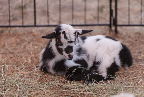 Black and white baby Nigerian dwarf goat with bright blue eyes at a small farm.