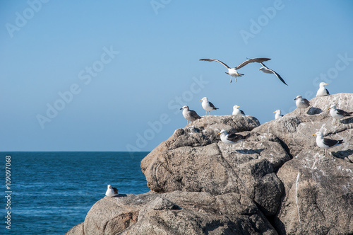Seagulls on the rocks, Matanzas, Chile.