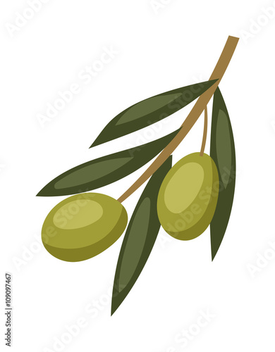 Olive branch with green olives on a white background healthy organic mediterranean fruit vector illustration