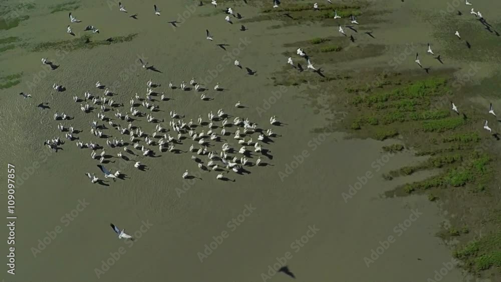Aerial view flying Flock of Pelicans, Slow motion 120 fps. Large flock of birds Great white Pelicans flying above the lake, ponds and small village in country side, morning light Aerial view flying Flock of Pelicans, Slow motion 120 fps. Large flock of birds Great white Pelicans flying above the lake, ponds and small village in country side, morning light