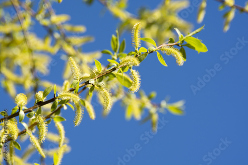 Young leaves and catkins on a branch in spring 