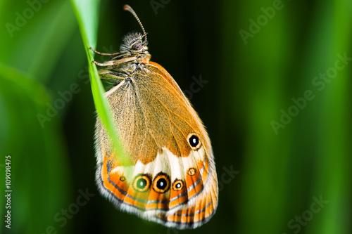 The Coenonympha arcania or Pearly Heath butterfly on a green leaf, shallow DOF. photo