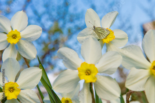 daffodils in the garden, butterfly on a flower narcissus

