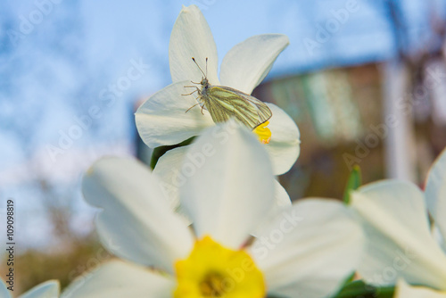daffodils in the garden, butterfly on a flower narcissus
