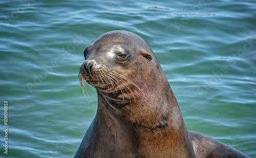 California Sea Lion takes in the Sun and Surroundings in Santa Cruz, California