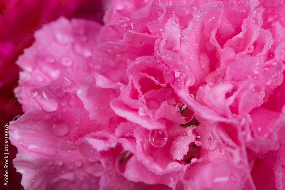 pink Carnations flower with water drop