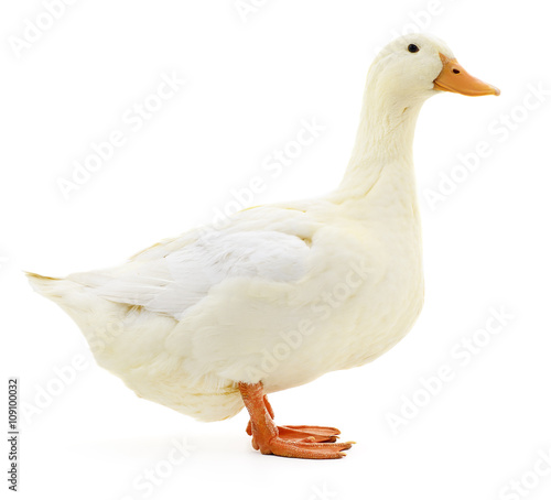 Fototapete White duck on white.