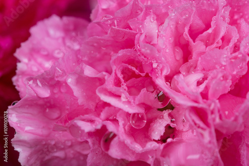 pink Carnations flower with water drop