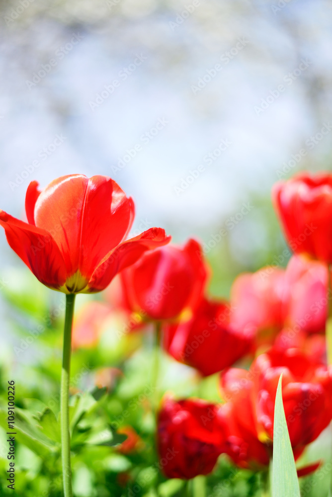 Fototapeta premium Red tulips flowers.