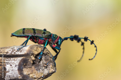 beetle (Diastocera wallichi tonkinensis) on nature background photo