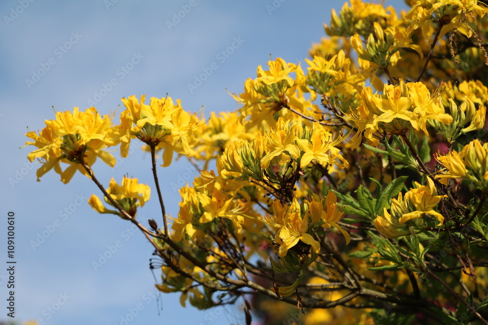 yellow azalea blossoms, Italy yellow azalea blossoms, Italy