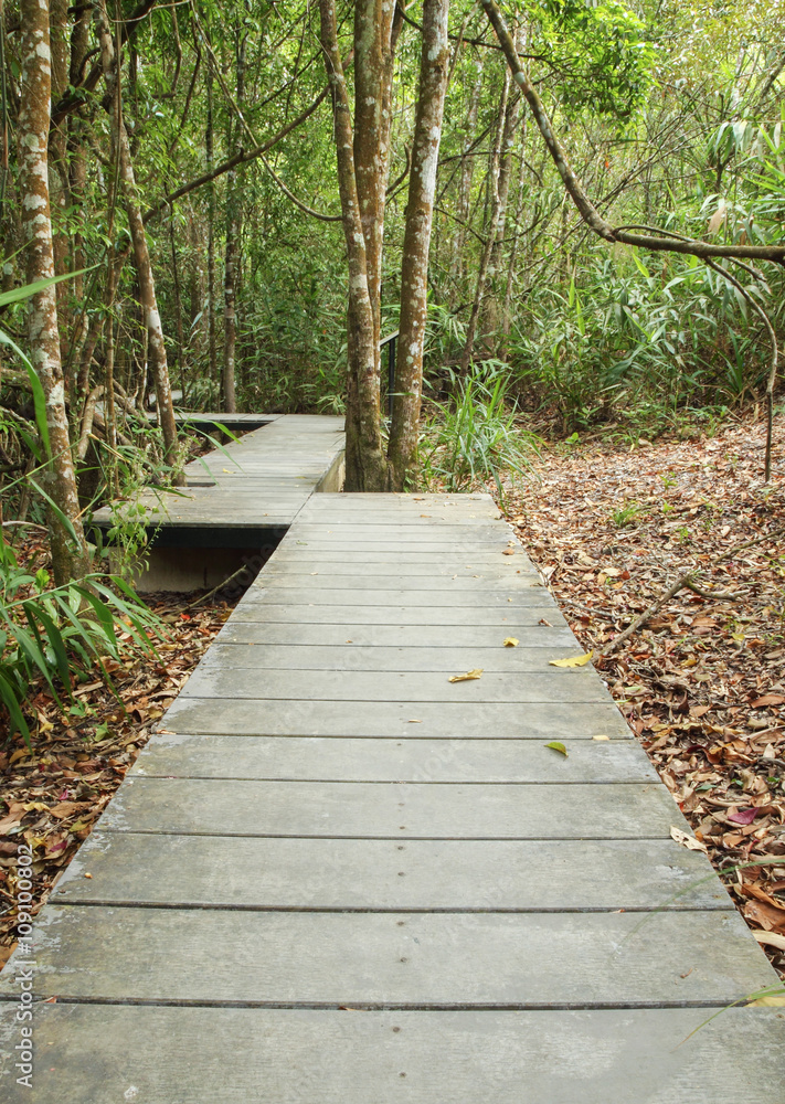 wooden boardwalk in forest