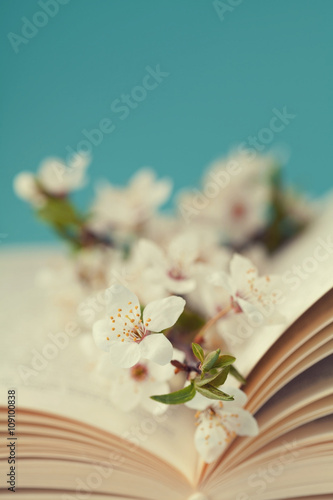 Cherry blossoms and old boo...