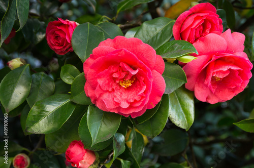 Fotobehang Camellia blossoms