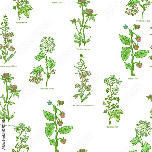 Medical herbs and plants seamless pattern