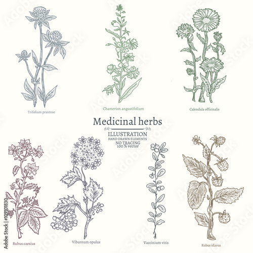 Medical herbs collection of medicinal plants