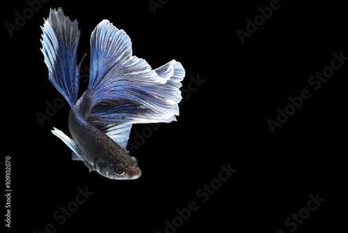 Betta fish (half moon) or Siamese fighting fish on black background
