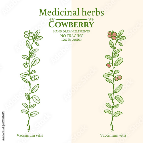 Cowberry hand drawn vintage sketch