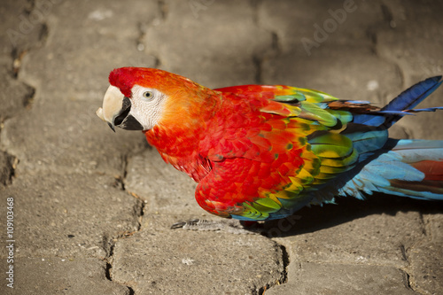 Красный-синий ара или араканга (Ara macao)