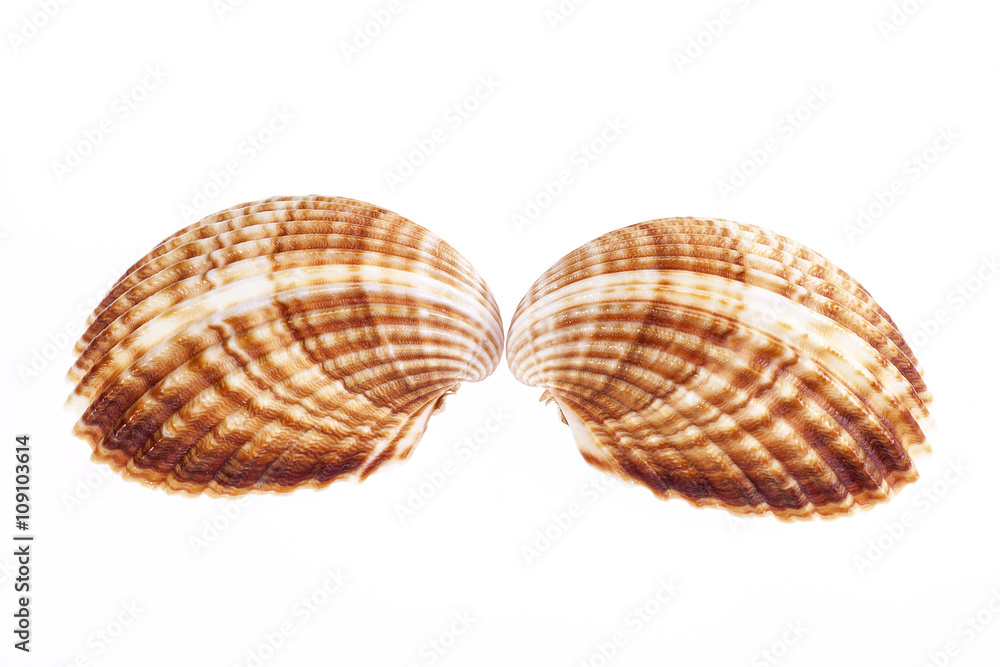 Fototapeta premium two sea shells isolated on white background