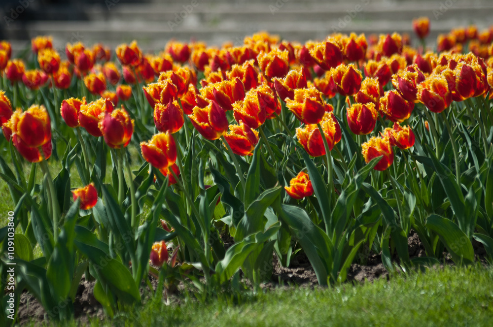 Beautiful colorful double tulip field - obrazy, fototapety, plakaty 