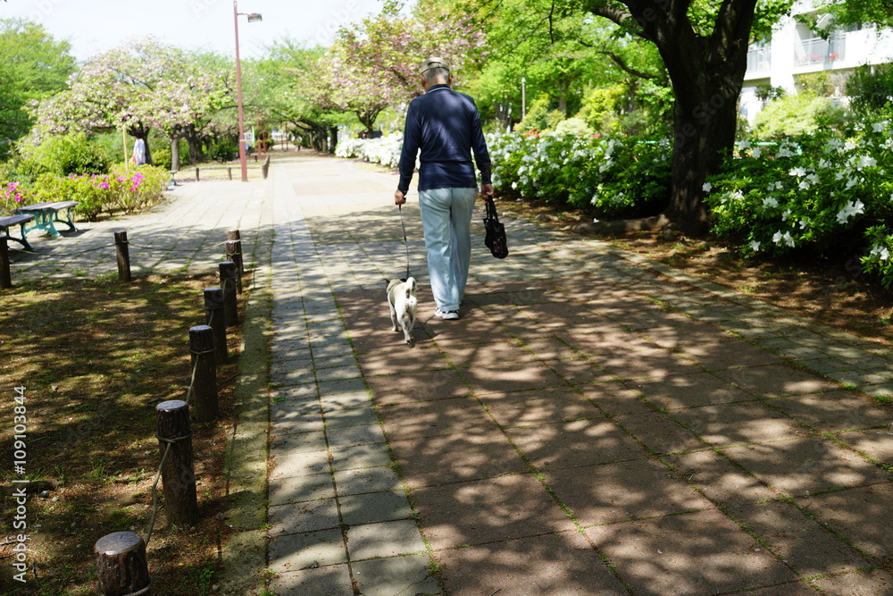 春の公園 新緑 犬の散歩 木陰 春の公園 新緑 犬の散歩 木陰
