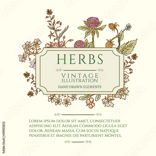 Vintage frame flowers and medicinal herbs