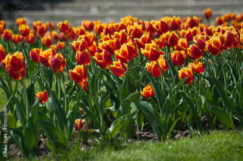 Beautiful colorful double tulip field