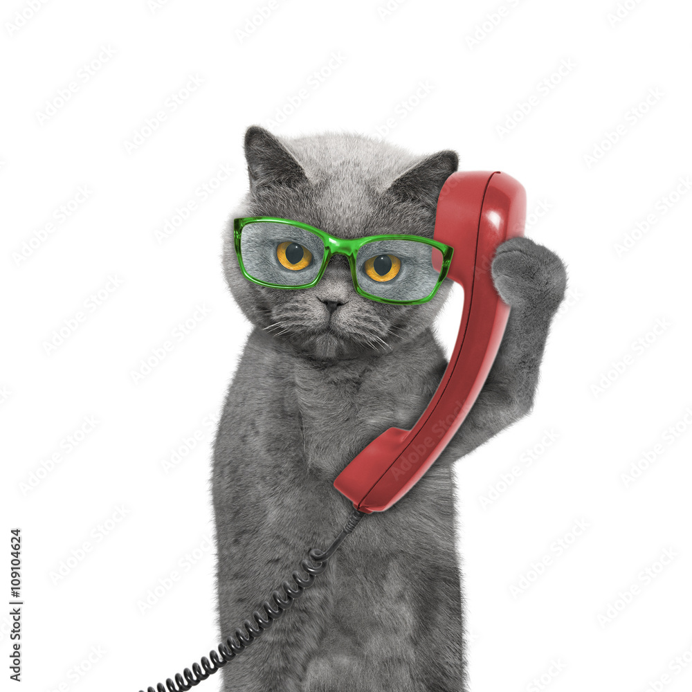 Fototapeta premium cat is talking over the old phone