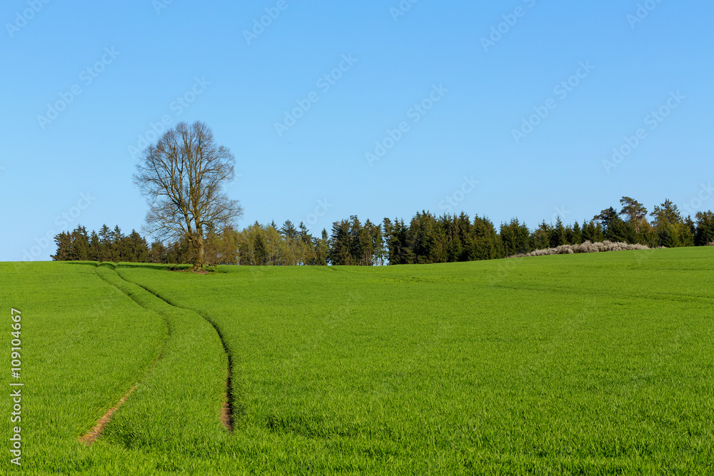 summer rural sping landscape summer rural sping landscape